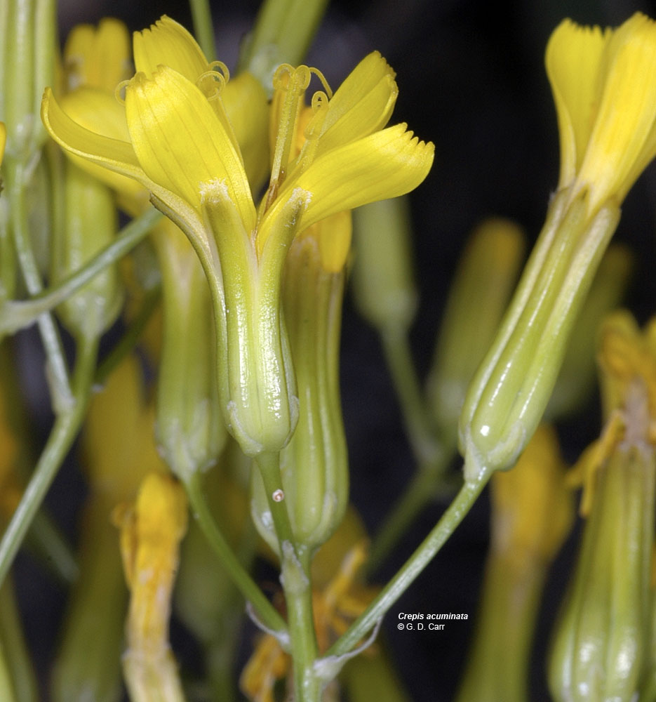 Flora of Eastern Washington Image: Crepis acuminata