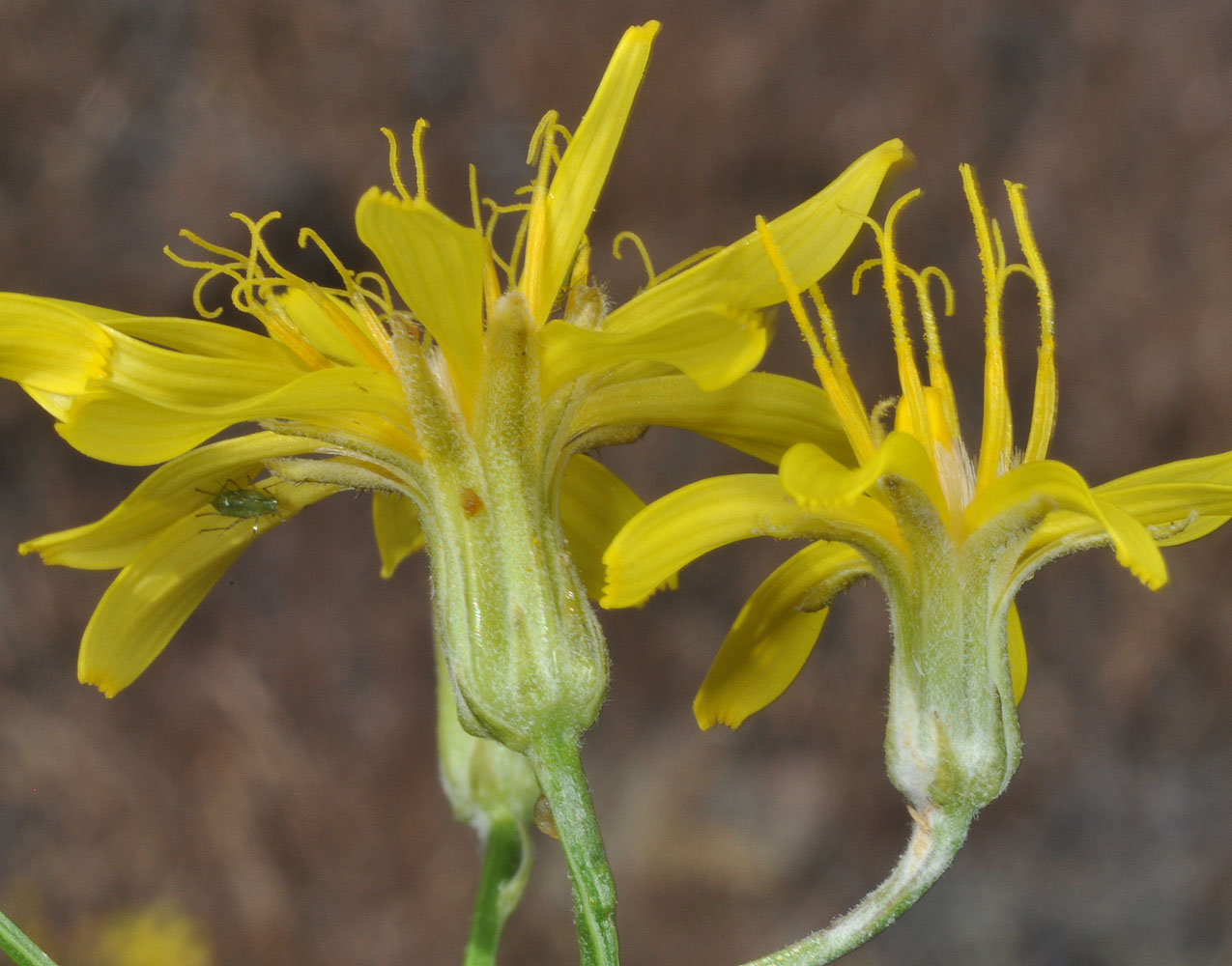 Flora of Eastern Washington Image: Crepis atrabarba