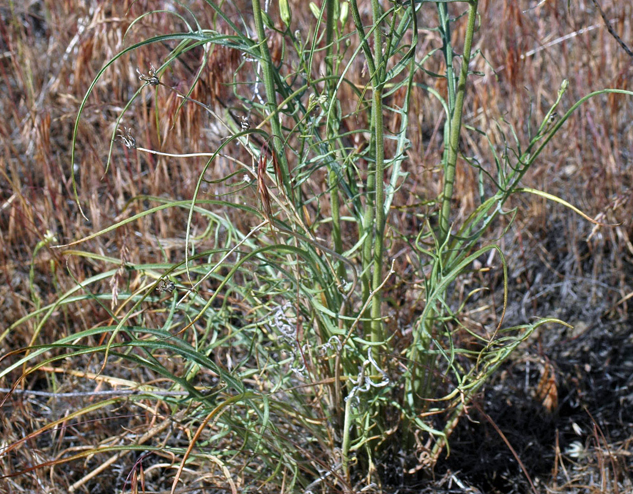 Flora of Eastern Washington Image: Crepis atrabarba