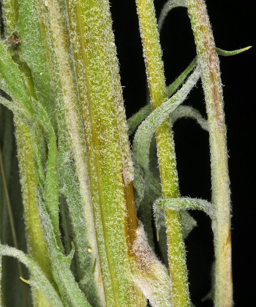 Flora of Eastern Washington Image: Crepis atribarba