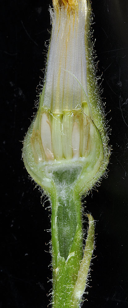 Flora of Eastern Washington Image: Crepis bakeri