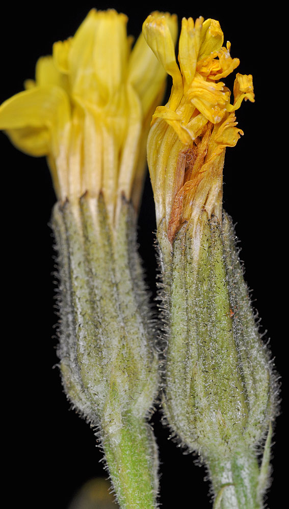 Flora of Eastern Washington Image: Crepis bakeri