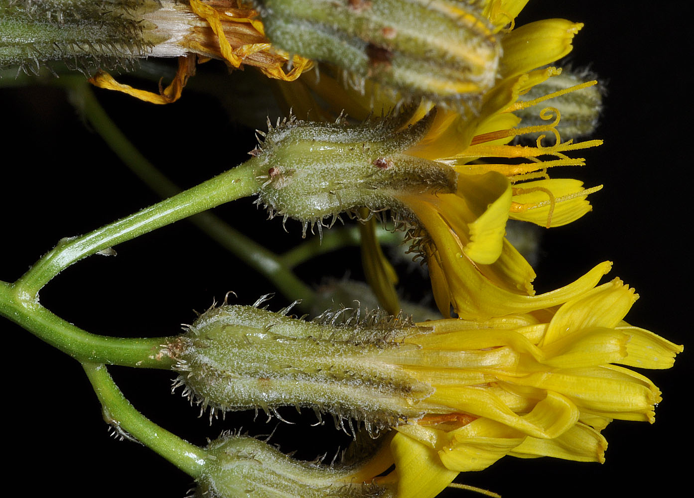 Flora of Eastern Washington Image: Crepis barbigera