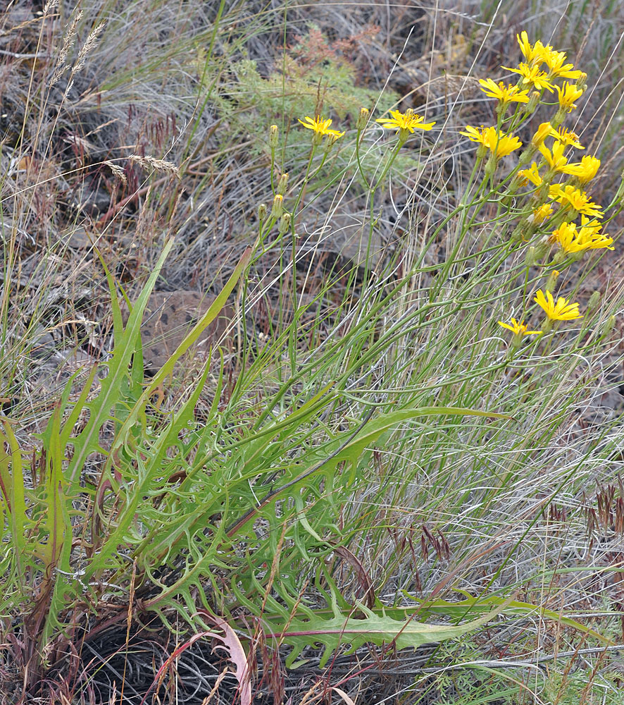 Flora of Eastern Washington Image: Crepis barbigera