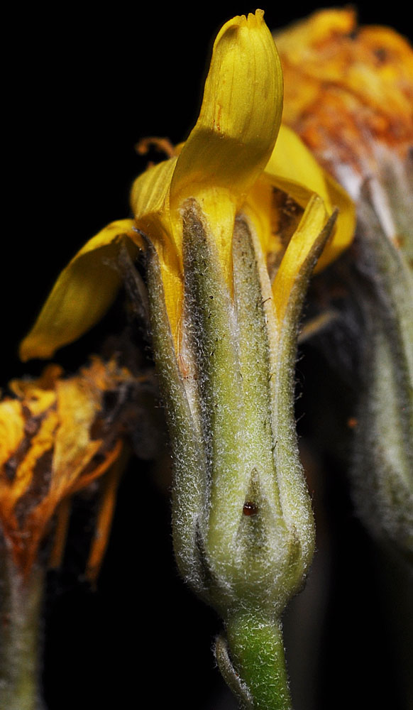 Flora of Eastern Washington Image: Crepis intermedia