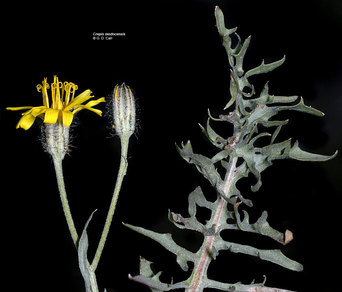 Flora of Eastern Washington Image: Crepis modocensis