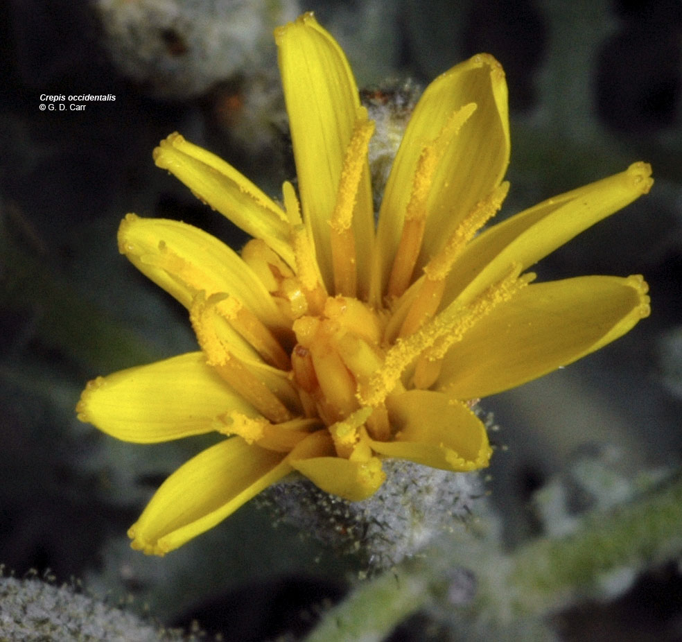 Flora of Eastern Washington Image: Crepis occidentalis