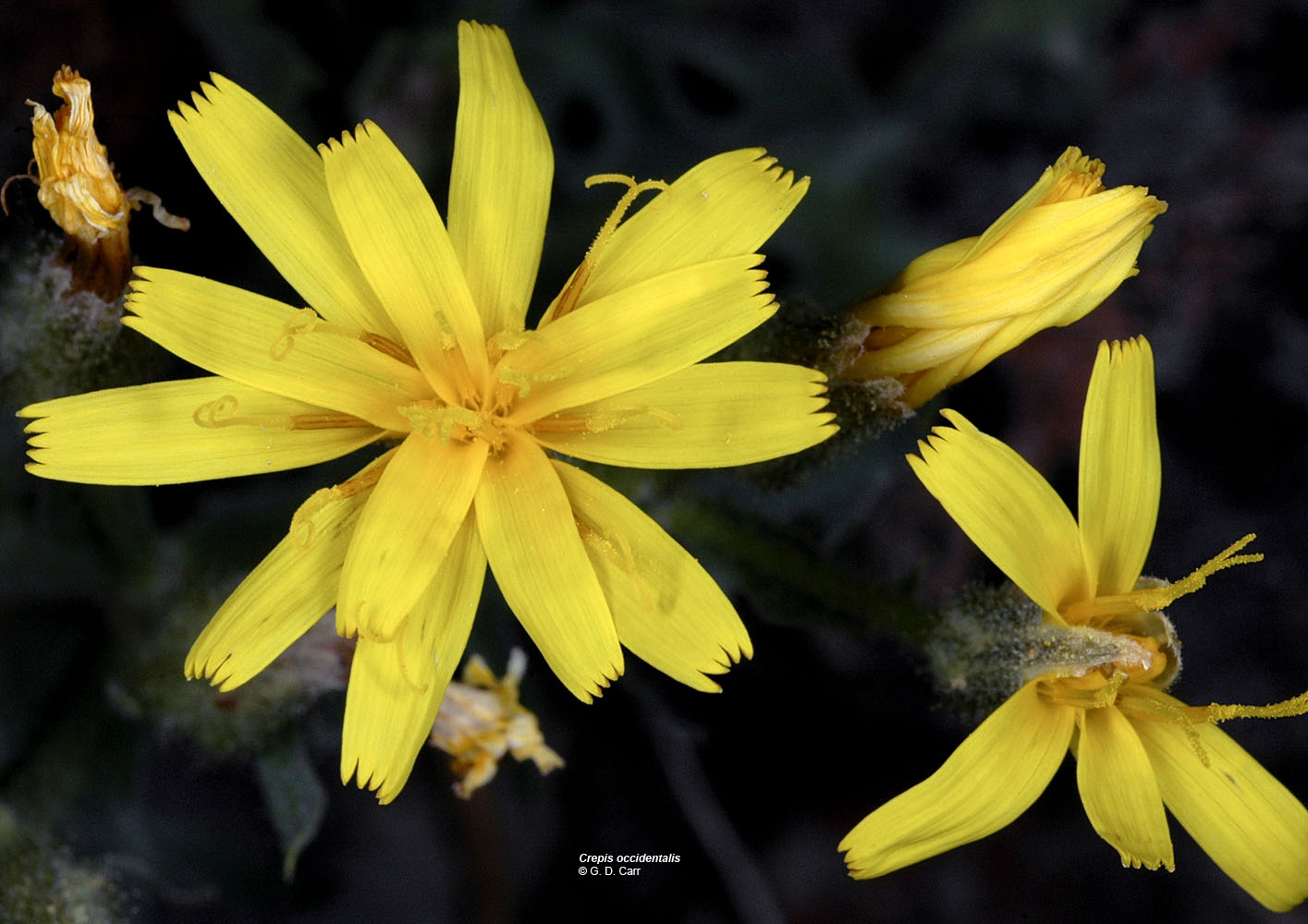 Flora of Eastern Washington Image: Crepis occidentalis
