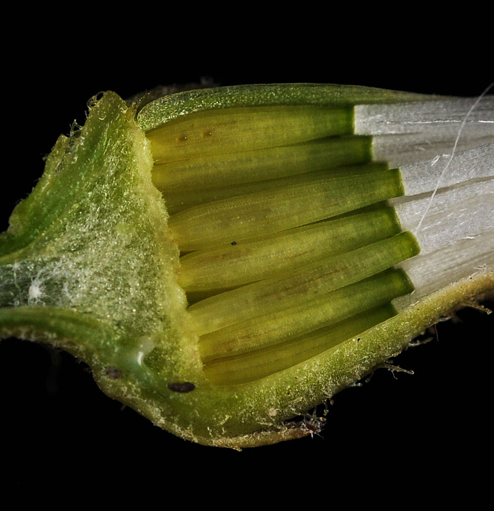 Flora of Eastern Washington Image: Crepis runcinata