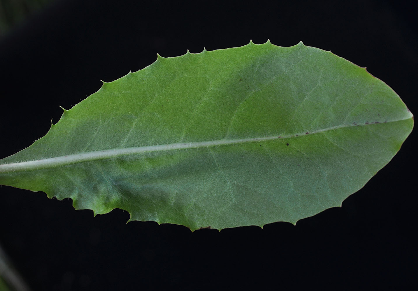 Flora of Eastern Washington Image: Crepis runcinata
