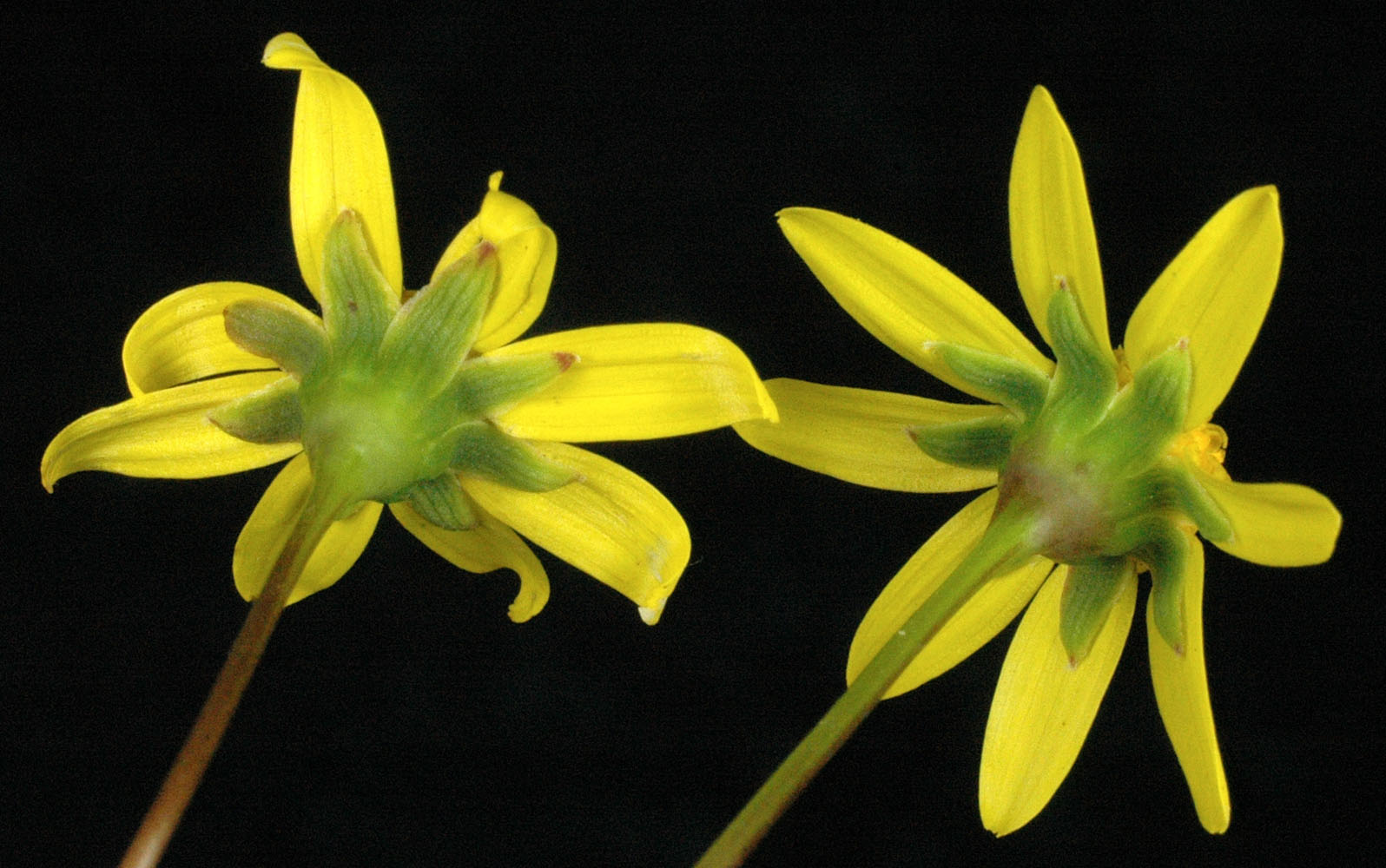 Flora of Eastern Washington Image: Crocidium multicaule