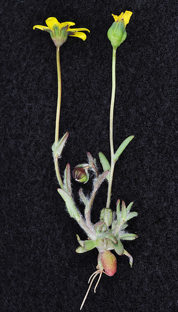 Flora of Eastern Washington Image: Crocidium multicaule