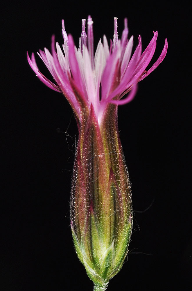 Flora of Eastern Washington Image: Crupina vulgaris