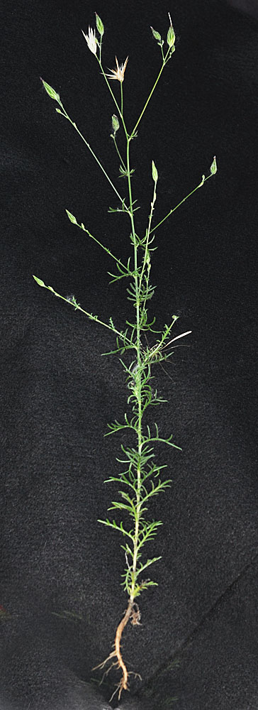 Flora of Eastern Washington Image: Crupina vulgaris