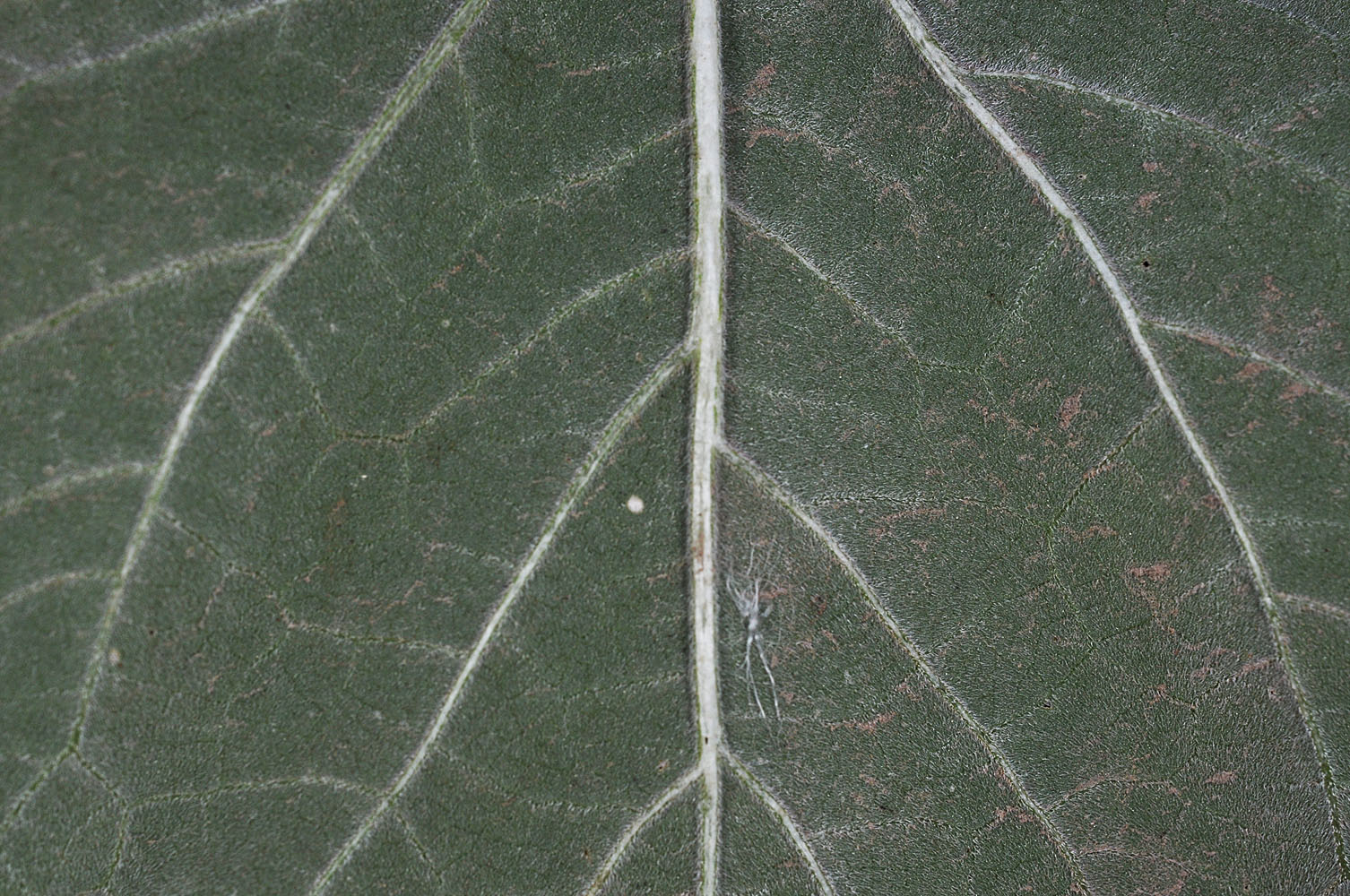 Flora of Eastern Washington Image: Cyclochaena xanthiifolia
