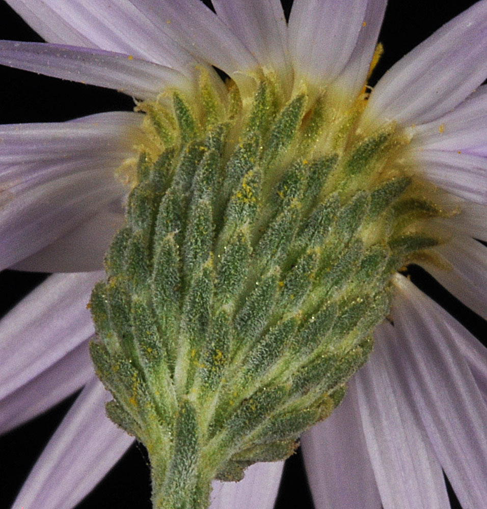 Flora of Eastern Washington Image: Dieteria canescens