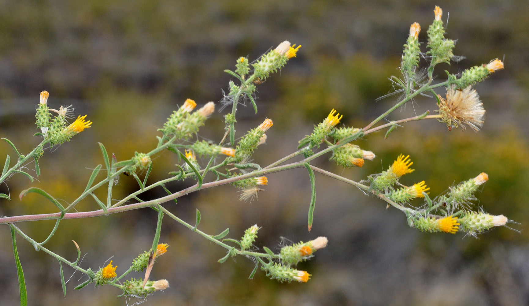 Flora of Eastern Washington Image: Dieteria canescens