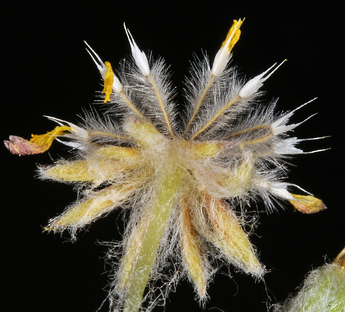 Flora of Eastern Washington Image: Eatonella nivea