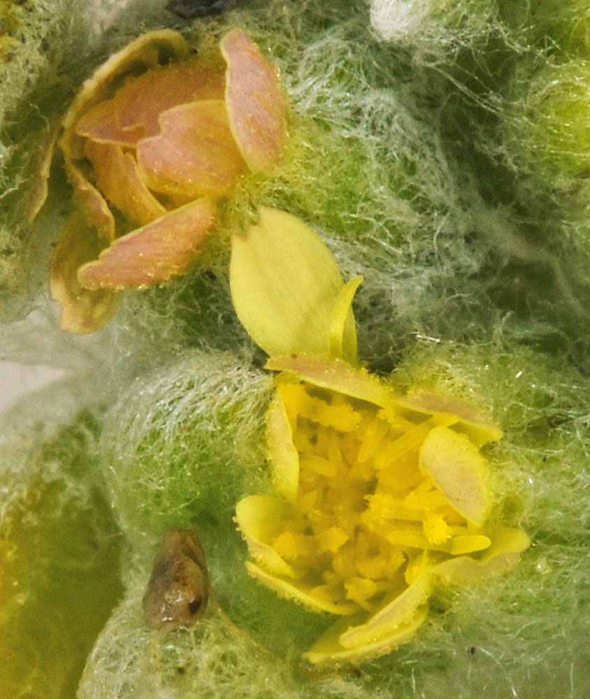 Flora of Eastern Washington Image: Eatonella nivea