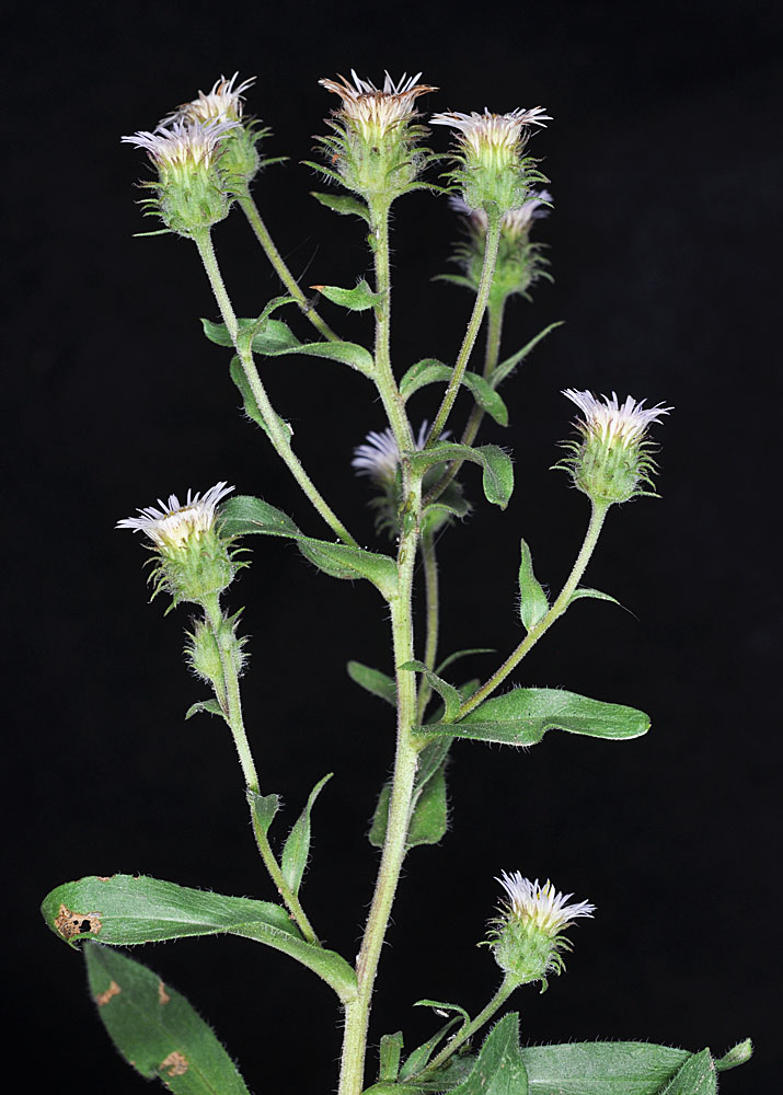 Flora of Eastern Washington Image: Erigeron acris
