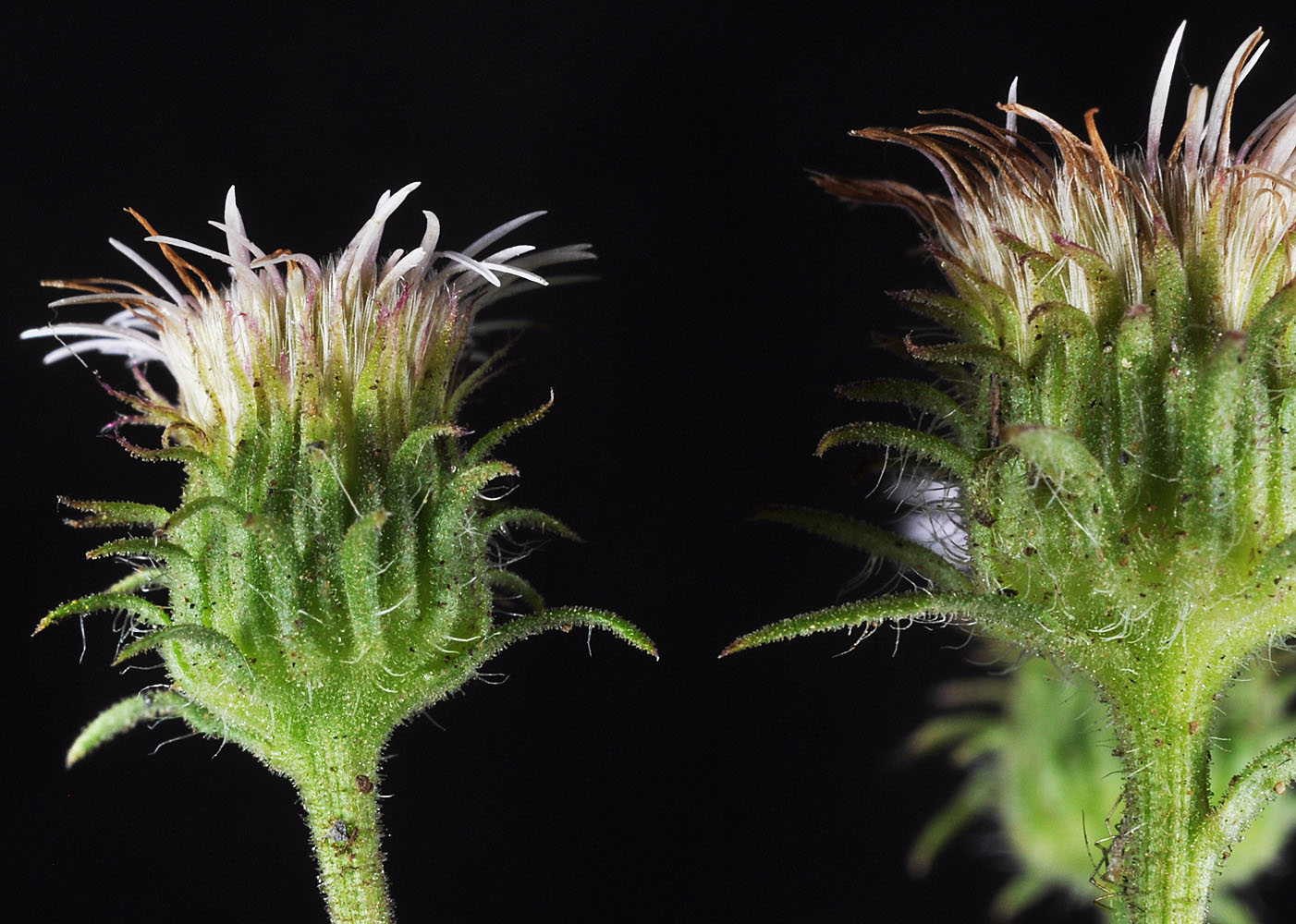 Flora of Eastern Washington Image: Erigeron acris