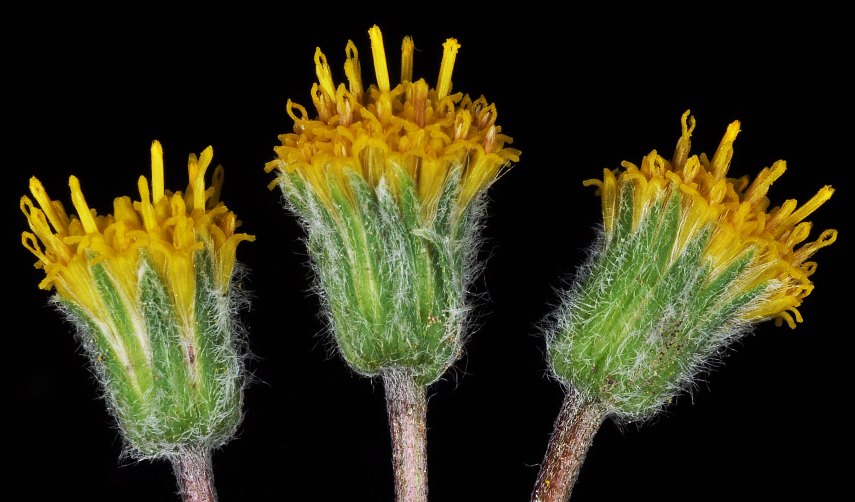 Flora of Eastern Washington Image: Erigeron bloomeri