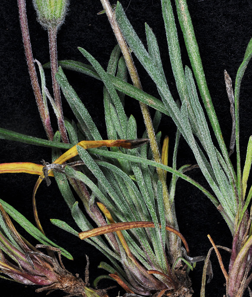 Flora of Eastern Washington Image: Erigeron bloomeri
