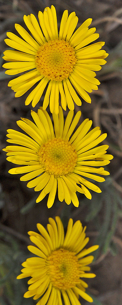 Flora of Eastern Washington Image: Erigeron chrysopsidis
