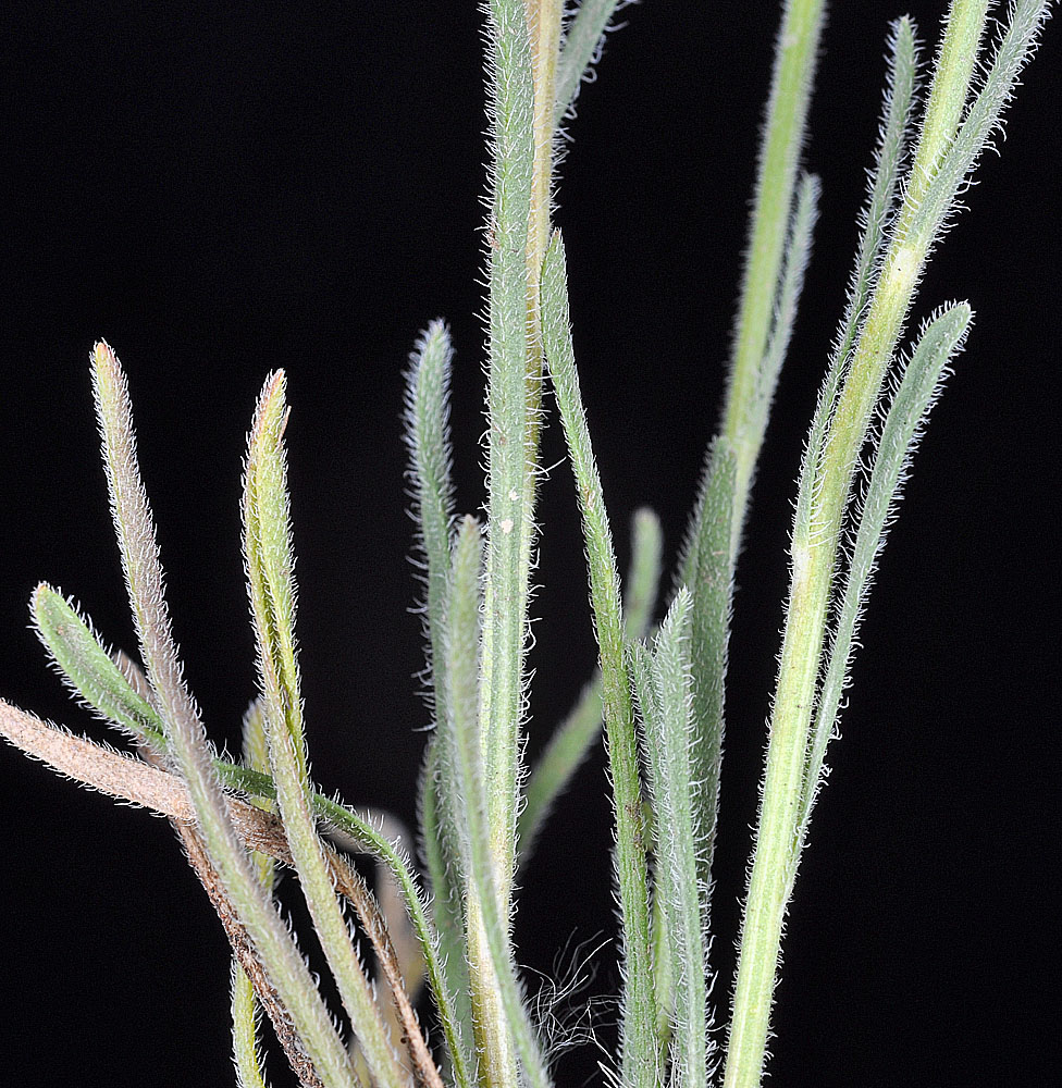 Flora of Eastern Washington Image: Erigeron chrysopsidis