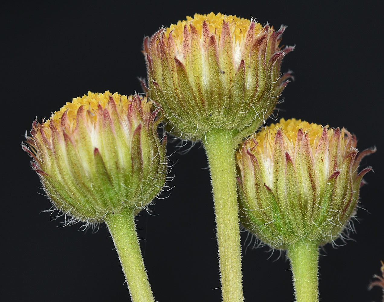 Flora of Eastern Washington Image: Erigeron compositus