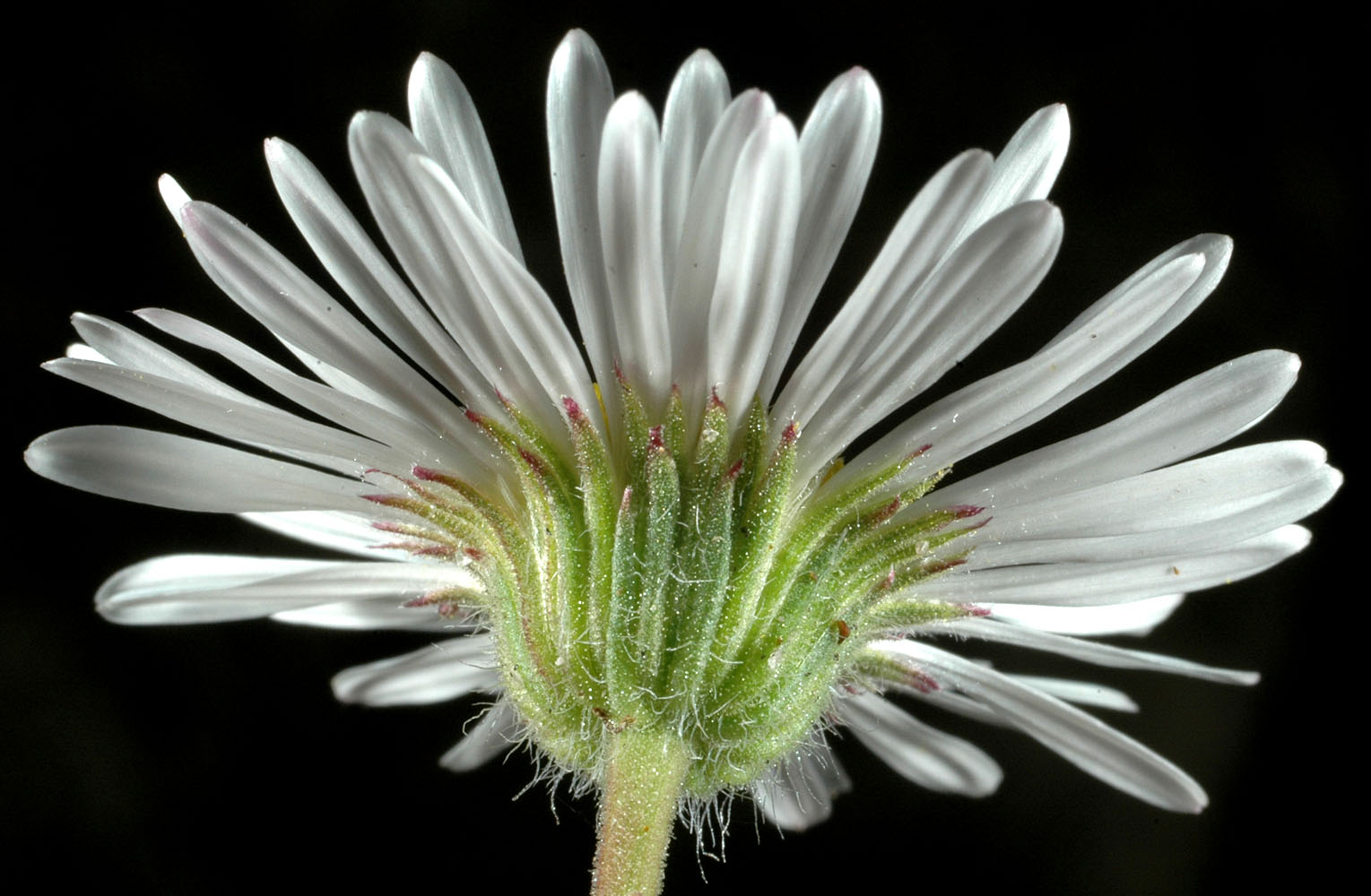 Flora of Eastern Washington Image: Erigeron compositus