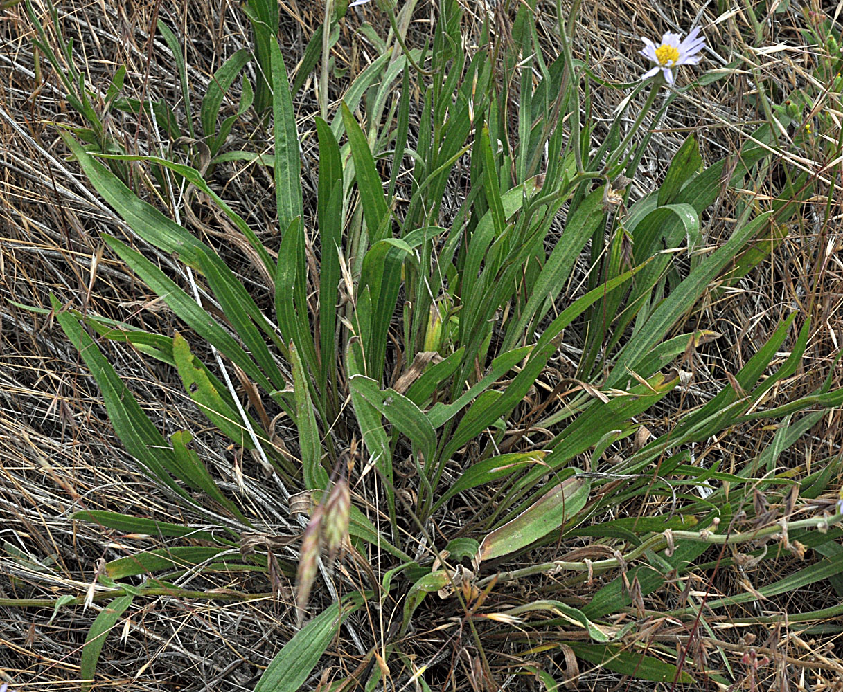 Flora of Eastern Washington Image: Erigeron corymbosus