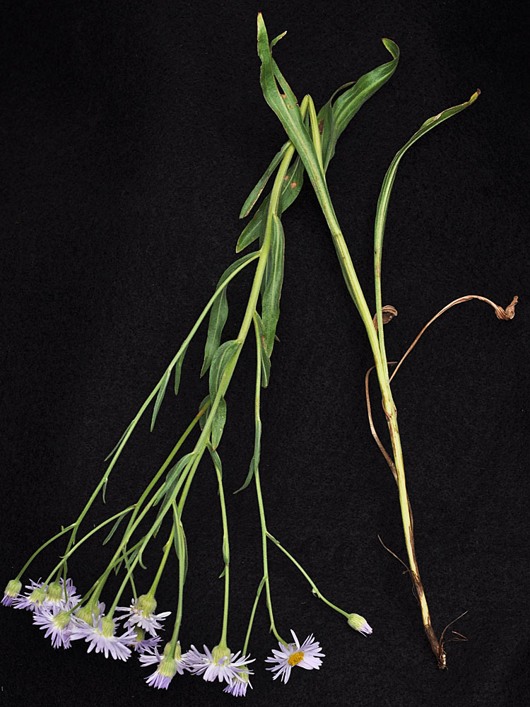 Flora of Eastern Washington Image: Erigeron corymbosus