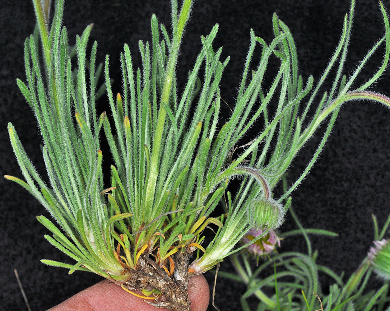 Flora of Eastern Washington Image: Erigeron disparipilus