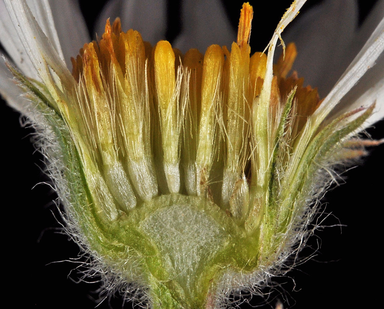 Flora of Eastern Washington Image: Erigeron disparipilus