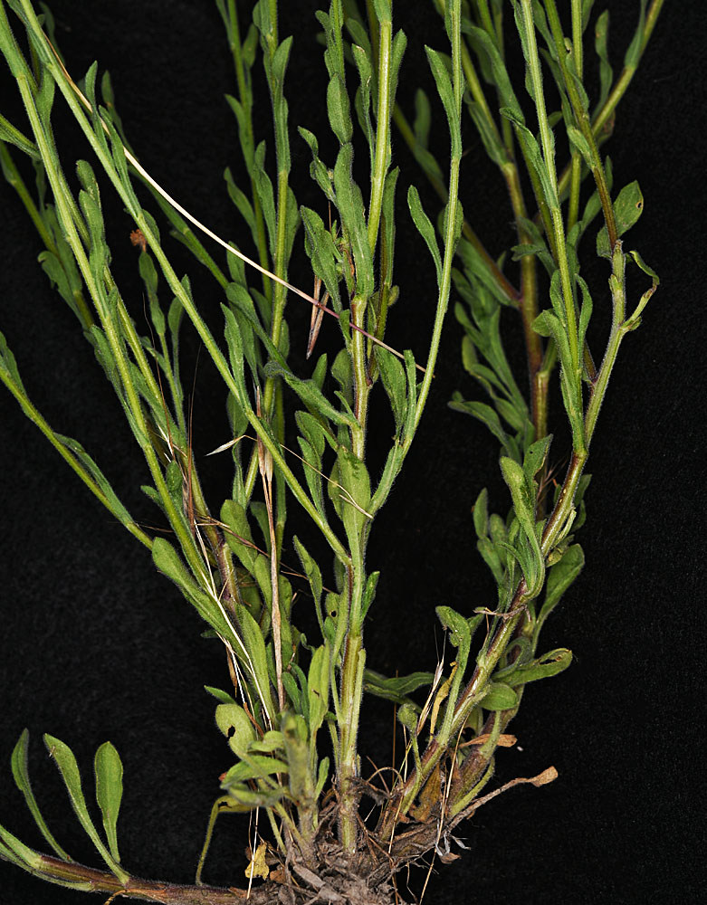 Flora of Eastern Washington Image: Erigeron divergens