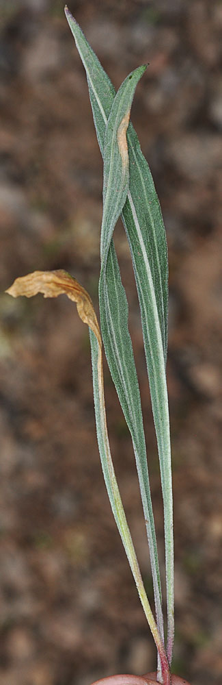 Flora of Eastern Washington Image: Erigeron eatonii