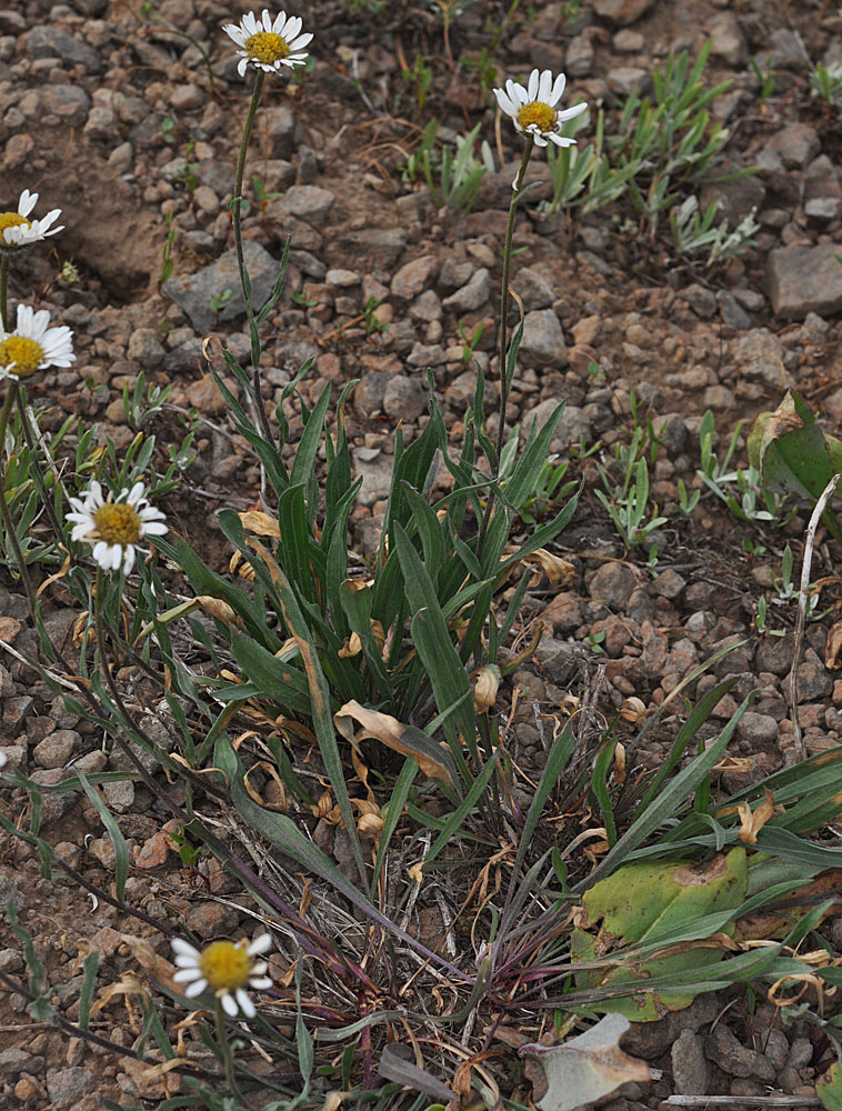 Flora of Eastern Washington Image: Erigeron eatonii