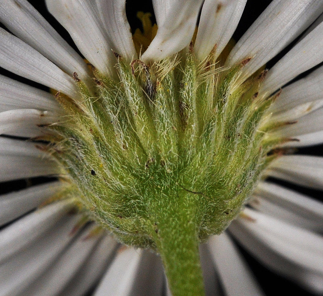 Flora of Eastern Washington Image: Erigeron filifolius