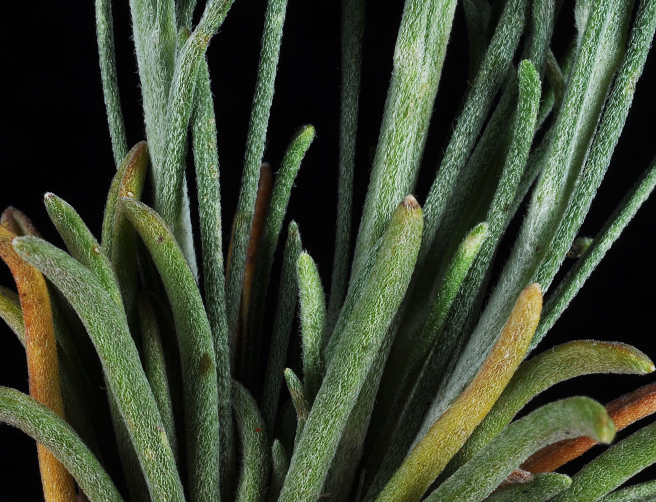 Flora of Eastern Washington Image: Erigeron filifolius