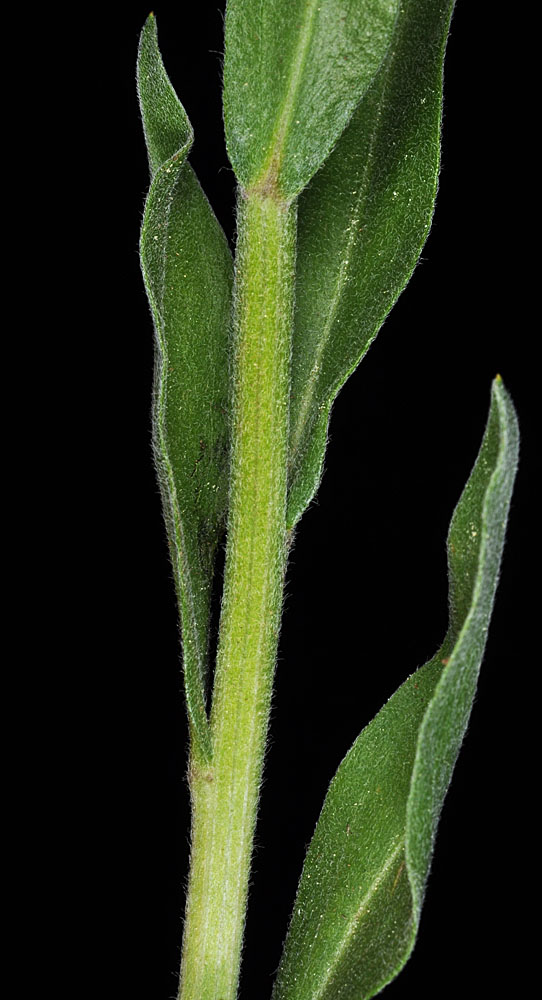 Flora of Eastern Washington Image: Erigeron glacialis
