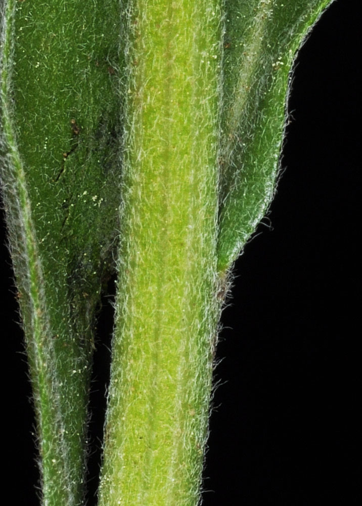 Flora of Eastern Washington Image: Erigeron glacialis
