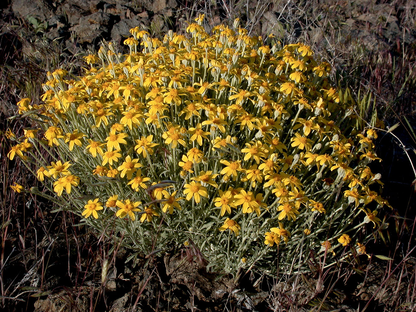 Flora of Eastern Washington Image: Eriophyllum lanatum