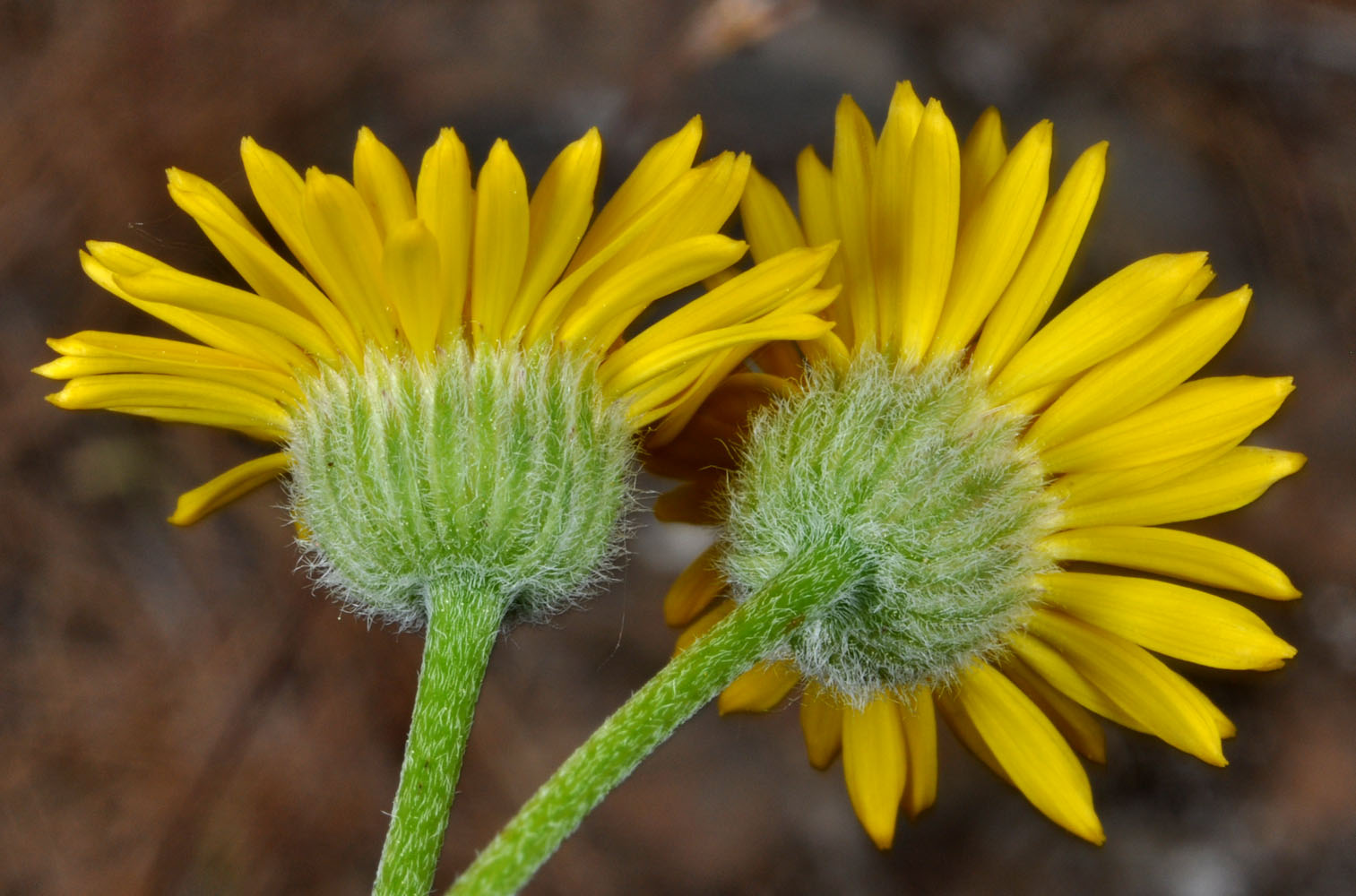 Flora of Eastern Washington Image: Erigeron linearis