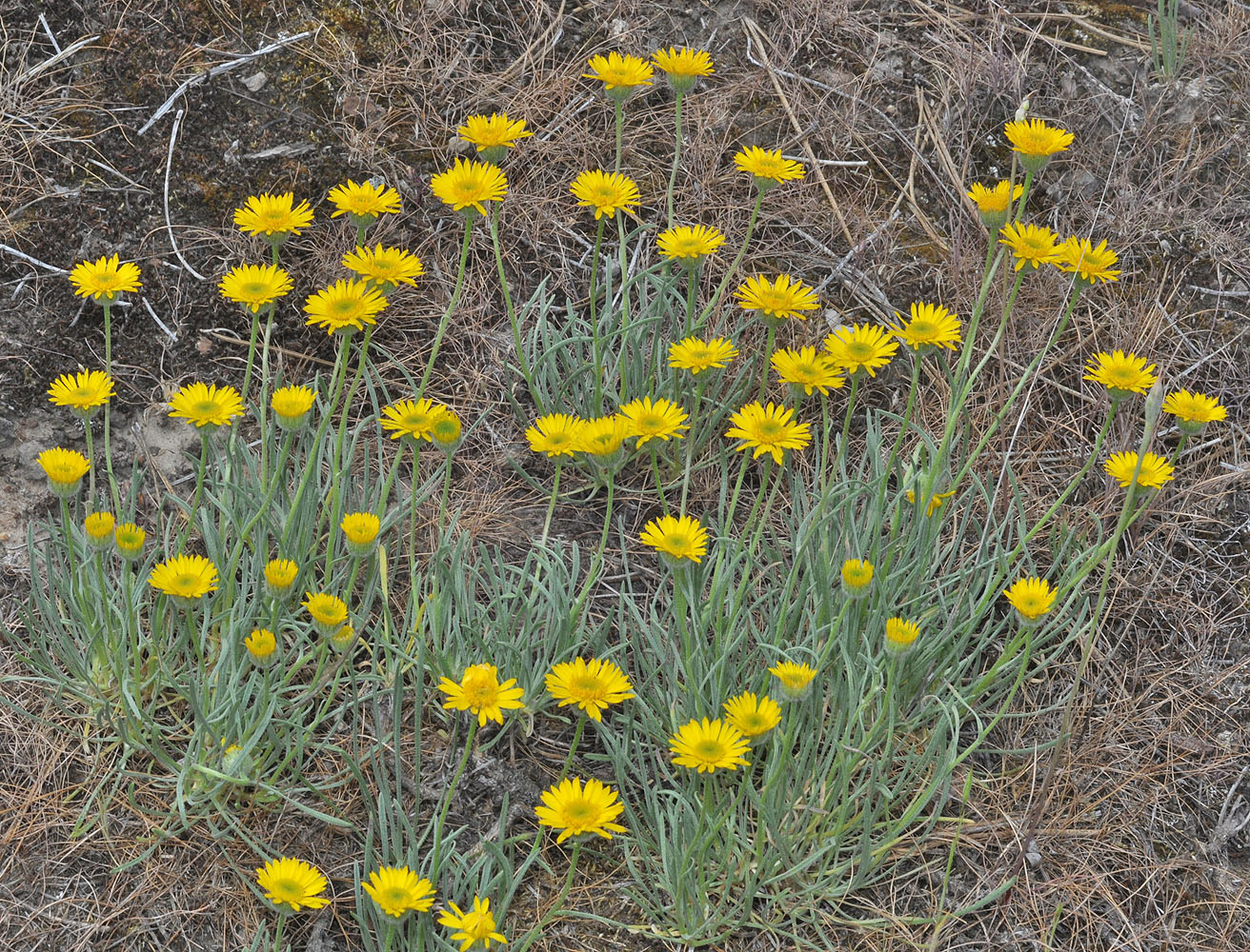 Flora of Eastern Washington Image: Erigeron linearis