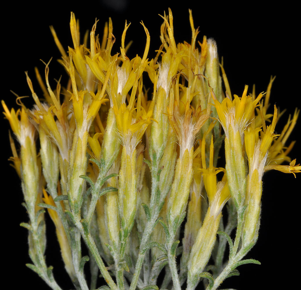 Flora of Eastern Washington Image: Ericameria nauseosus