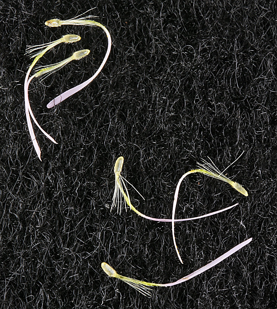 Flora of Eastern Washington Image: Erigeron philadelphicus