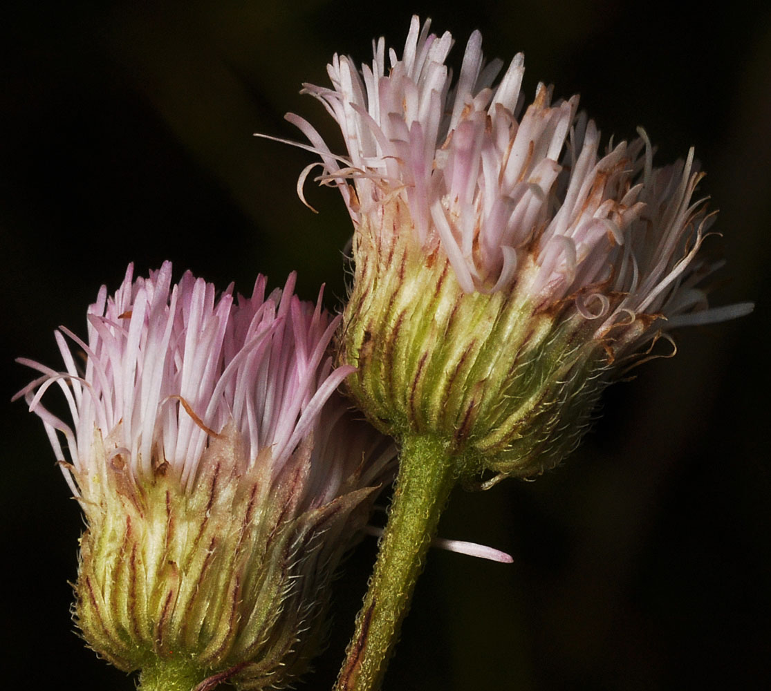 Flora of Eastern Washington Image: Erigeron philadelphicus