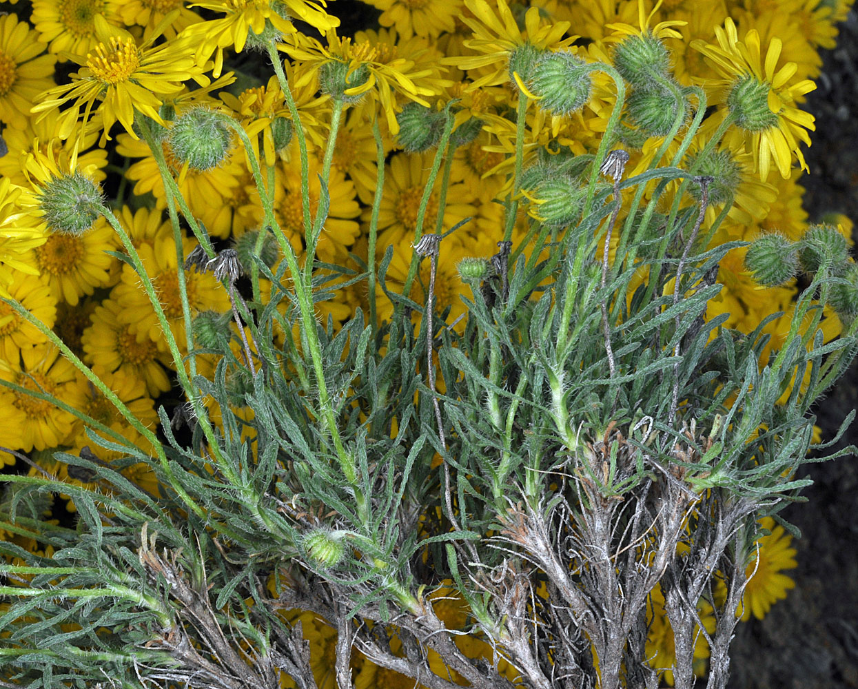 Flora of Eastern Washington Image: Erigeron piperianus