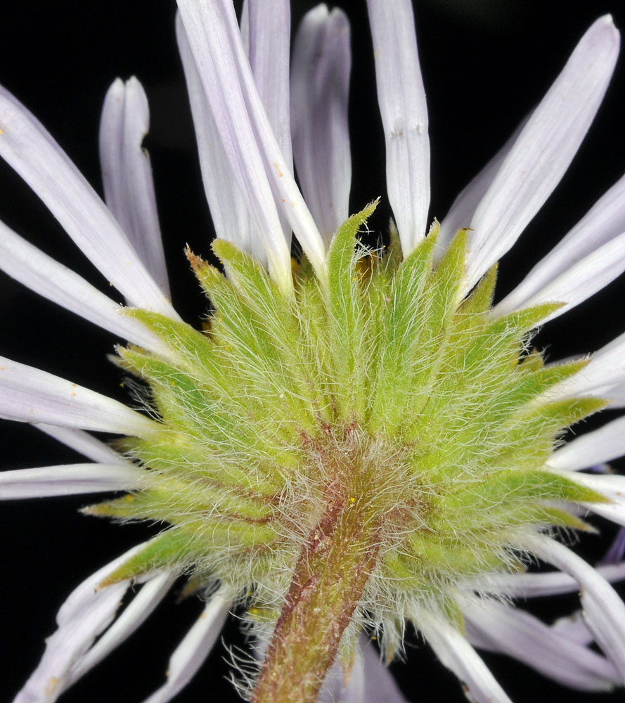 Flora of Eastern Washington Image: Erigeron poliospermus